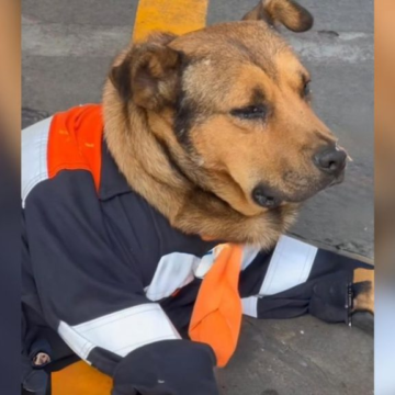 MUERE SOLOVINO, UN CAN DE GASOLINERA DE TOLUCA