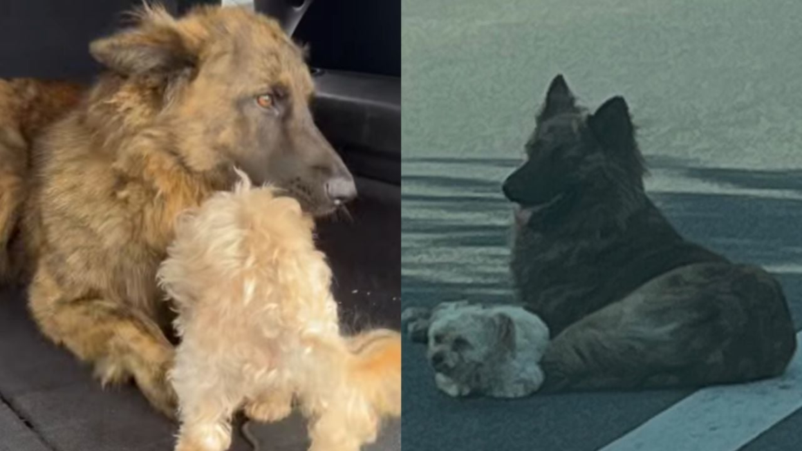f1280x720-1316785_1448460_4138.png Vieron dos perros tirados en medio de una avenida y cuando lograron rescatarlos descubrieron algo inesperado