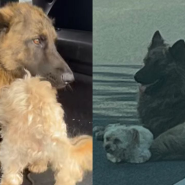 f1280x720-1316785_1448460_4138.png Vieron dos perros tirados en medio de una avenida y cuando lograron rescatarlos descubrieron algo inesperado