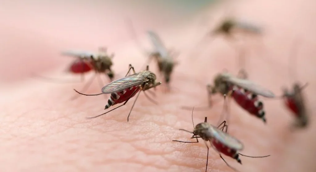 la-ciencia-explica-por-que-eres-un-iman-de-picaduras-asi-decide-un-mosquito-a-quien-picar-1785817942207_1024 La ciencia explica por qué eres un imán de picaduras: así decide un mosquito a quién picar