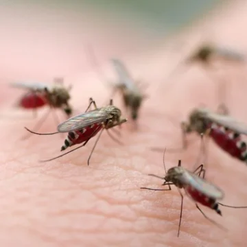 la-ciencia-explica-por-que-eres-un-iman-de-picaduras-asi-decide-un-mosquito-a-quien-picar-1785817942207_1024 La ciencia explica por qué eres un imán de picaduras: así decide un mosquito a quién picar