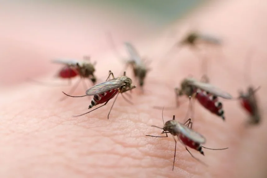La ciencia explica por qué eres un imán de picaduras: así decide un mosquito a quién picar