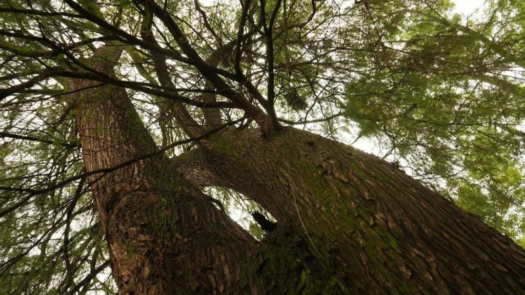 PORTADA-BASTA-2026-09-29T094124.663-1024x576.jpg Reconoce Ciudad de México a diez árboles como Patrimonio Natural por su valor ambiental, histórico y cultural