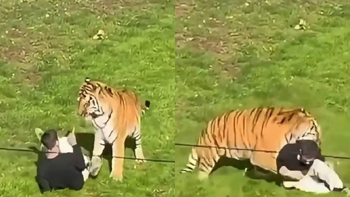 Hombre ingresa al recinto de un tigre en zoológico de Inglaterra y es atacado