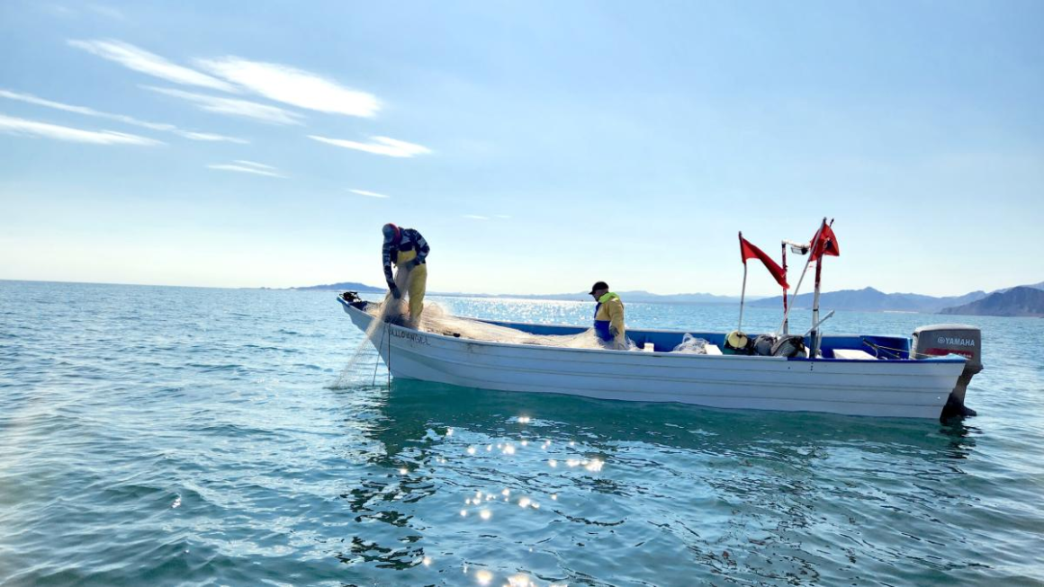 Publican nuevo polígono para pesca con redes de enmalle en hábitat de vaquita marina